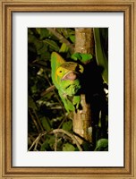 Parson's chameleon lizard, Ranomafana NP, Madagascar Fine Art Print