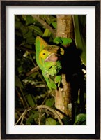 Parson's chameleon lizard, Ranomafana NP, Madagascar Fine Art Print