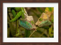 Oshaughnessyi Chameleon lizard, Madagascar, Africa Fine Art Print