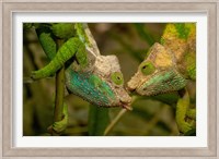 Oshaughnessyi Chameleon lizard, Madagascar, Africa Fine Art Print
