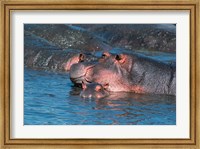 Mother and Young Hippopotamus, Serengeti, Tanzania Fine Art Print