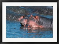Mother and Young Hippopotamus, Serengeti, Tanzania Fine Art Print