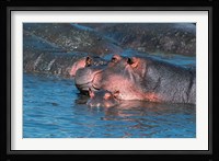 Mother and Young Hippopotamus, Serengeti, Tanzania Fine Art Print