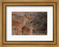 Mother and Young Impala, Kenya Fine Art Print