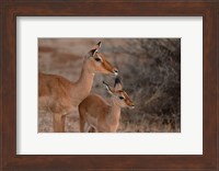 Mother and Young Impala, Kenya Fine Art Print