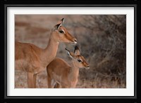 Mother and Young Impala, Kenya Fine Art Print
