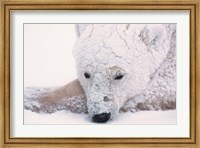 Polar Bear on Hudson Bay, Churchill, Manitoba Fine Art Print