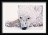 Polar Bear on Hudson Bay, Churchill, Manitoba Fine Art Print