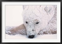 Polar Bear on Hudson Bay, Churchill, Manitoba Fine Art Print