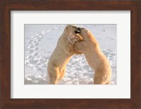 Polar Bears Sparring on Frozen Tundra of Hudson Bay, Churchill, Manitoba Fine Art Print