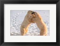 Polar Bears Sparring on Frozen Tundra of Hudson Bay, Churchill, Manitoba Fine Art Print