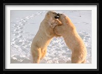 Polar Bears Sparring on Frozen Tundra of Hudson Bay, Churchill, Manitoba Fine Art Print