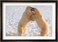 Polar Bears Sparring on Frozen Tundra of Hudson Bay, Churchill, Manitoba Fine Art Print