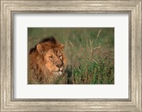 Head of Male African Lion, Tanzania Fine Art Print