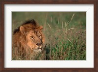 Head of Male African Lion, Tanzania Fine Art Print