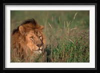 Head of Male African Lion, Tanzania Fine Art Print