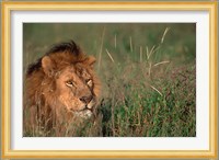 Head of Male African Lion, Tanzania Fine Art Print