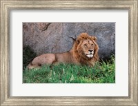 Portrait of Male African Lion, Tanzania Fine Art Print
