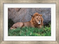 Portrait of Male African Lion, Tanzania Fine Art Print