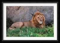 Portrait of Male African Lion, Tanzania Fine Art Print