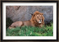 Portrait of Male African Lion, Tanzania Fine Art Print