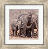 Mother and baby elephant preparing for a dust bath, Chobe National Park, Botswana Fine Art Print