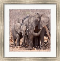 Mother and baby elephant preparing for a dust bath, Chobe National Park, Botswana Fine Art Print