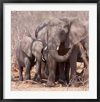 Mother and baby elephant preparing for a dust bath, Chobe National Park, Botswana Fine Art Print