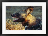 Namibia. Portrait of a wild dog Fine Art Print