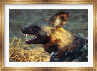 Namibia. Portrait of a wild dog Fine Art Print