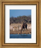 Namibia, Etosha NP, Angolan Giraffe, zebra Fine Art Print