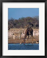 Namibia, Etosha NP, Angolan Giraffe, zebra Fine Art Print