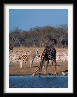 Namibia, Etosha NP, Angolan Giraffe, zebra Fine Art Print
