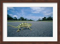 Namibia, Caprivi Strip, Flap-necked Chameleon lizard crossing the road Fine Art Print