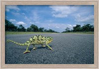 Namibia, Caprivi Strip, Flap-necked Chameleon lizard crossing the road Fine Art Print