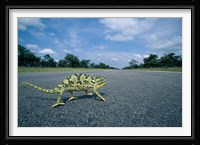 Namibia, Caprivi Strip, Flap-necked Chameleon lizard crossing the road Fine Art Print