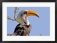 Profile of yellow-billed hornbill bird, Kenya Fine Art Print