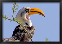 Profile of yellow-billed hornbill bird, Kenya Fine Art Print
