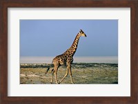 Namibia, Etosha NP, Angolan Giraffe with salt pan Fine Art Print