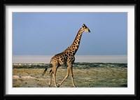 Namibia, Etosha NP, Angolan Giraffe with salt pan Fine Art Print