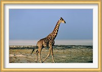 Namibia, Etosha NP, Angolan Giraffe with salt pan Fine Art Print