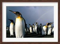 Rainbow Above Colony of King Penguins, Saint Andrews Bay, South Georgia Island, Sub-Antarctica Fine Art Print