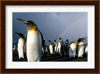 Rainbow Above Colony of King Penguins, Saint Andrews Bay, South Georgia Island, Sub-Antarctica Fine Art Print