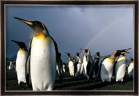 Rainbow Above Colony of King Penguins, Saint Andrews Bay, South Georgia Island, Sub-Antarctica Fine Art Print