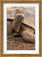 Seychelle Aldabran Land Tortoise, Casela Park, Mauritius Fine Art Print