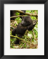 Rwanda, Volcanoes Park, Baby Mountain gorilla Fine Art Print