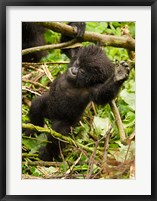 Rwanda, Volcanoes Park, Baby Mountain gorilla Fine Art Print