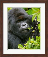 Rwanda, Silverback Mtn Gorilla, Volcanoes NP Fine Art Print