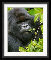 Rwanda, Silverback Mtn Gorilla, Volcanoes NP Fine Art Print