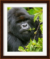 Rwanda, Silverback Mtn Gorilla, Volcanoes NP Fine Art Print